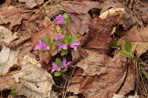 Polygala paucifolia Fringed Polygala Gaywing Milkwort