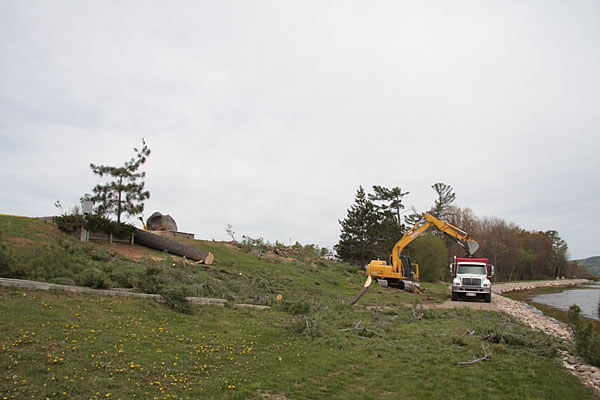 removal of white pines at Centennial Rock in Deep River