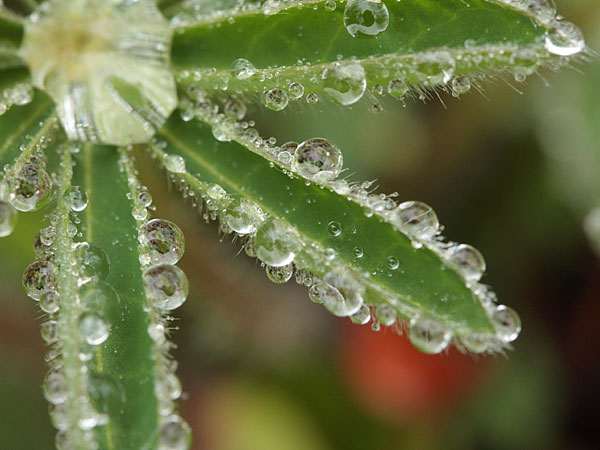 water droplets on lupin leaves