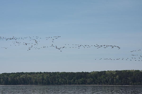 Geese migrating along the Ottawa River near Point Alexander
