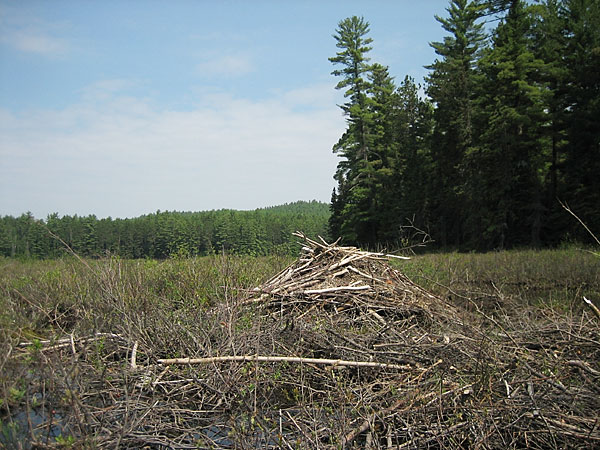 beaver house in the Petawawa Research Forest