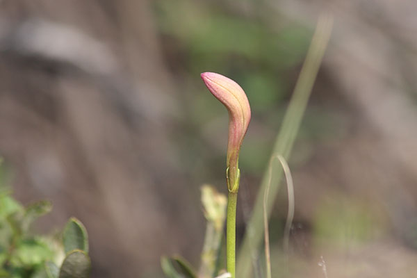 Arethusa bulbosa Dragons Mouth Swamppink in bud