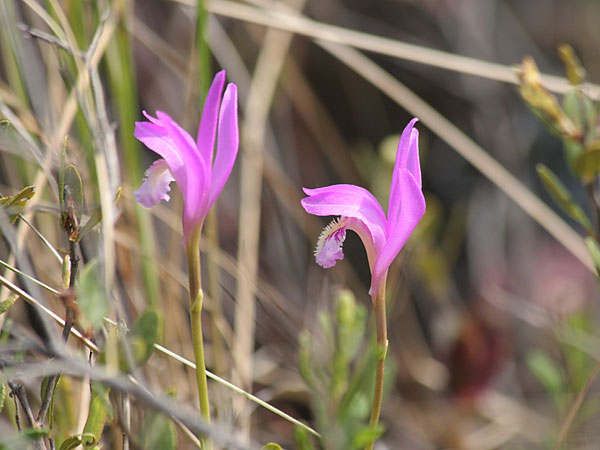 Arethusa bulbosa Dragons Mouth Swamppink in bloom