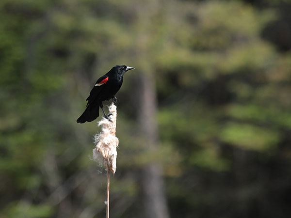 redwinged blackbird Agelaius phoeniceus