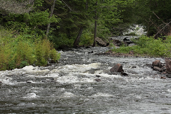 Cache Rapids on the Barron River in Algonquin Park