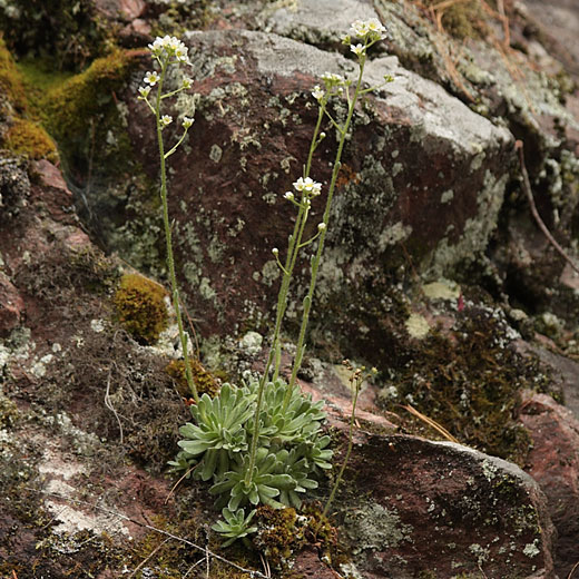 Saxifraga paniculata encrusted saxifrage White Mountainsaxifrage in bloom