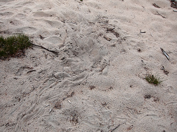 turtles nest on Gilmour Lake in Algonquin Park