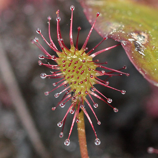   at Cartier Lake in the Petawawa Research Forest