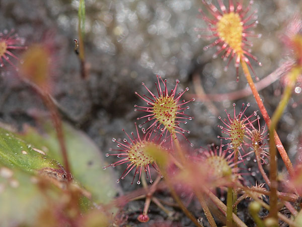 Drosera rotundifolia Roundleaf Sundew