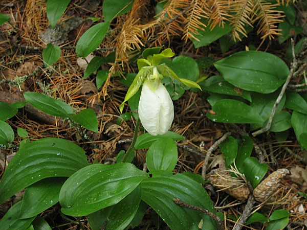 Cypripedium acaule Pink Ladysslipper alba