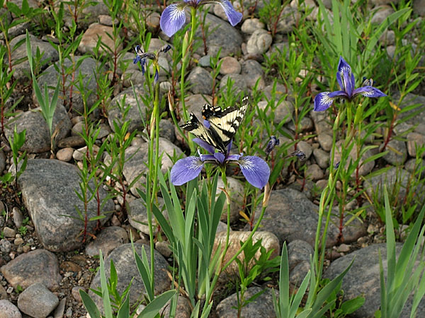Tiger Swallowtail Butterfly on Blue Flag Iris