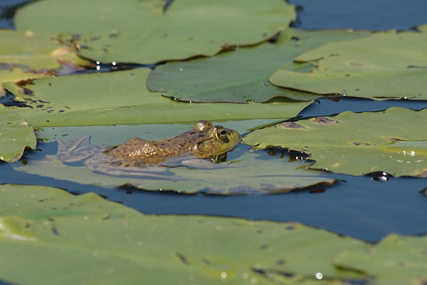 bullfrog on North River  near North River Lake  in Algonquin Park