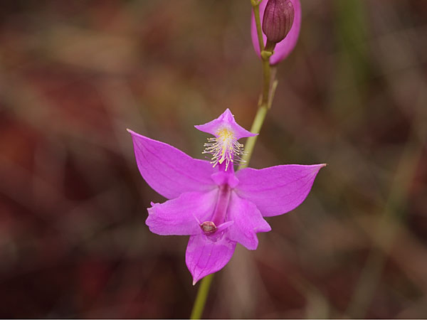Calopogon tuberosus Tuberous Grasspink