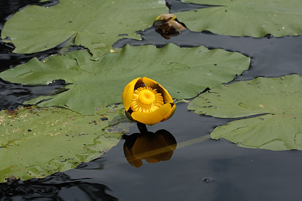 Nuphar variegata Bullhead PondLily Yellow Cowlily Yellow PondLily