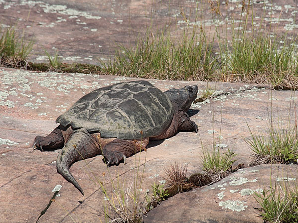 snapping turtle sunbathing on the shore of Grand Lake in Algonquin Park