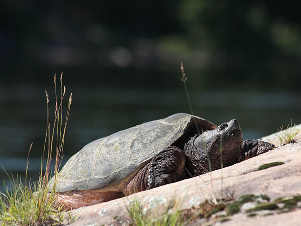 snapping turtle sunbathing on the shore of Grand Lake in Algonquin Park