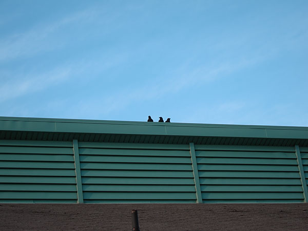 three crows at the Deep River Library