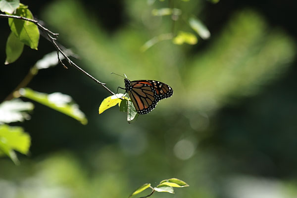 Monarch Butterfly