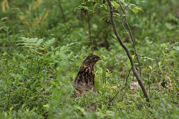Ruffed Grouse stealing blueberries