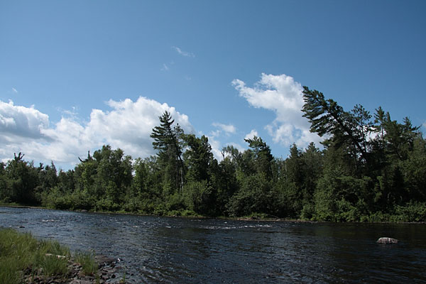 leaning white pines along the Petawawa River in Algonquin park