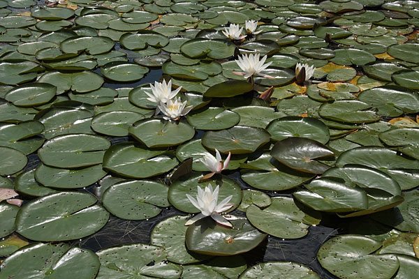 white water lilies Whitson Lake Algonquin Park