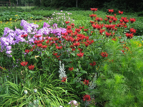 Cedar Park Garden Plots