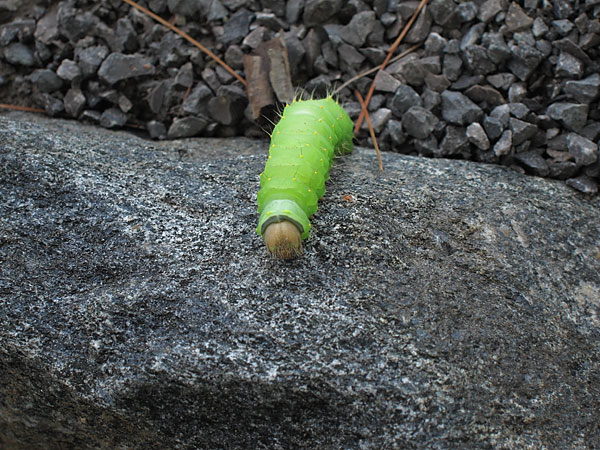 green caterpillar