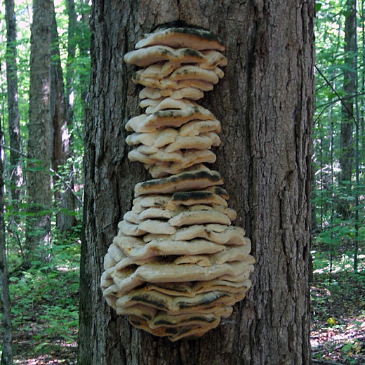 fungus in the Petawawa Research Forest