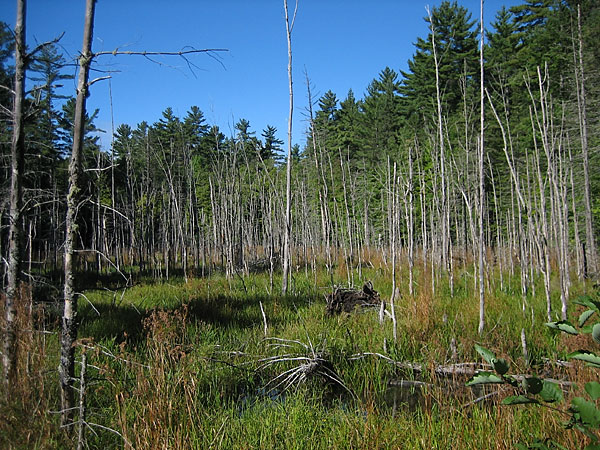 drowned land in the Petawawa Research Forest
