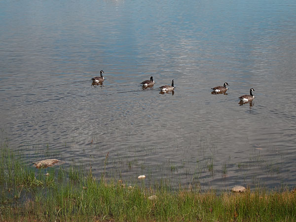 geese along the Deep River waterfront