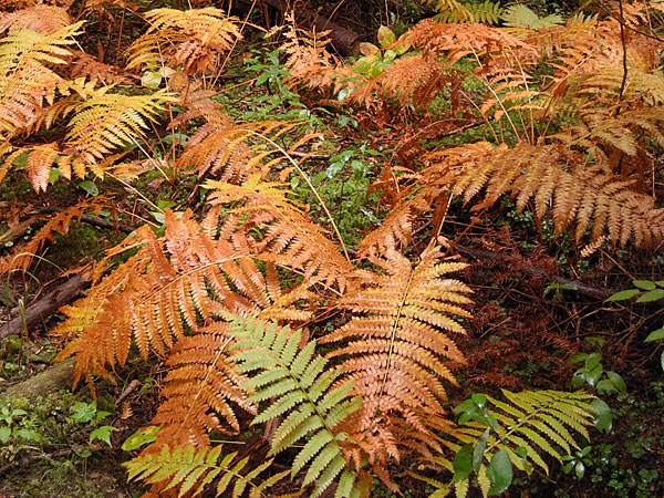 ferns along the DRXC ski trail system