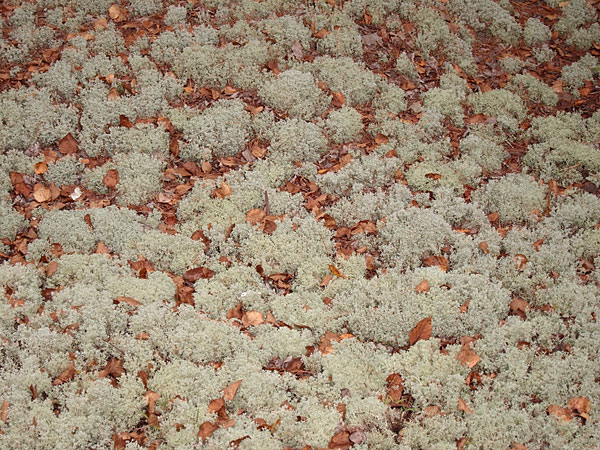 lichens and leaves along the DRXC ski trail system