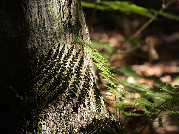 in the Petawawa Research Forest