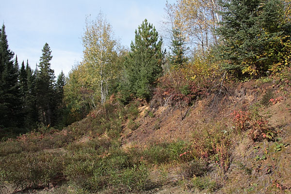 sand pit in the Petawawa Research Forest