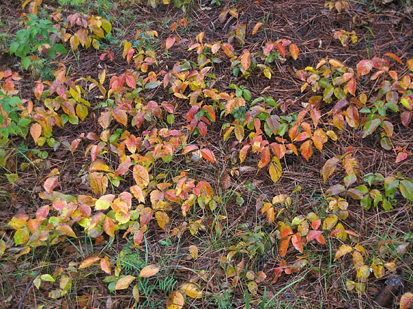 poison ivy in fall colour in the Petawawa Research Forest