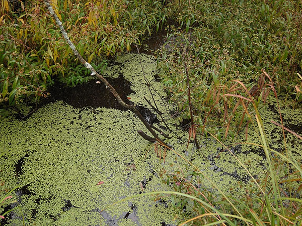 duckweed