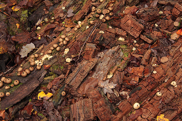 rotting log with pouff balls in the Petawawa Research Forest