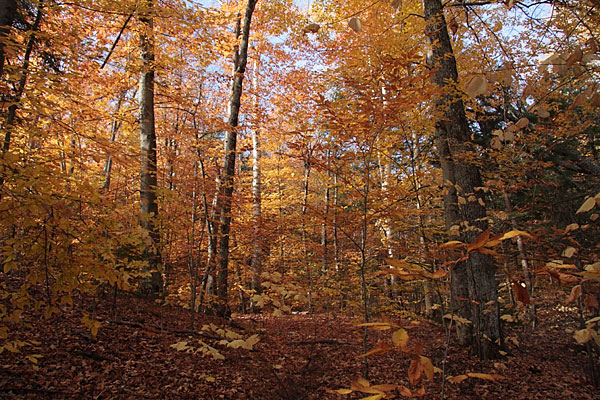 beech forest interior in the Petawawa Research Forest
