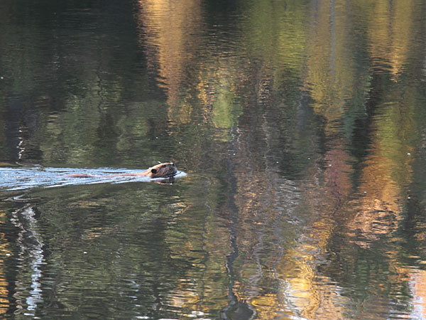 beaver at Maunsell Lake in the Petawawa Research Forest