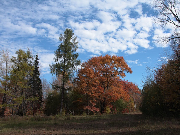 Fall Colours in the Petawawa Research Forest