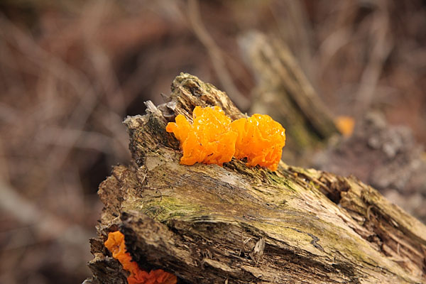 Jelly Fungus