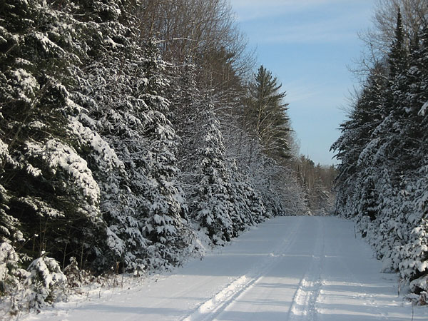 Racehorse Road in the Petawawa Research Forest