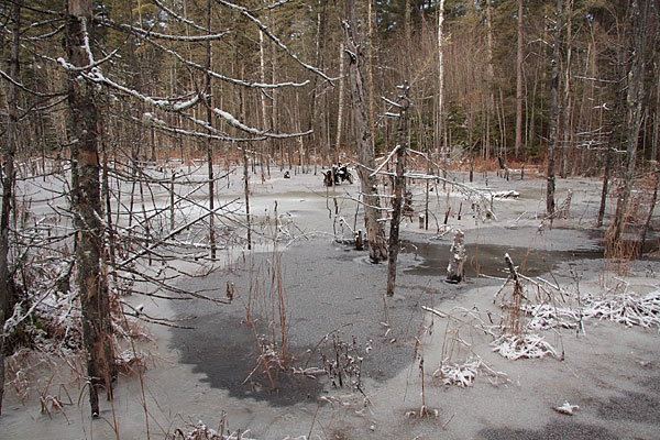 freeze up of wetlands in the Petawawa Research Forest