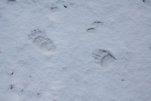 bear tracks in the Petawawa Research Forest