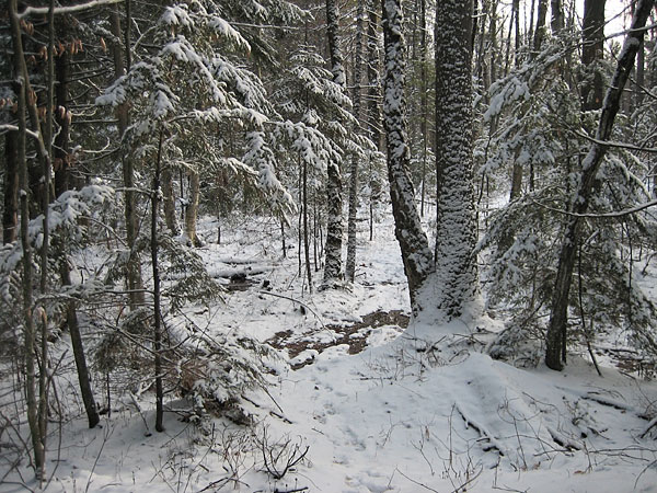 Maunsell Lake Ski Trail