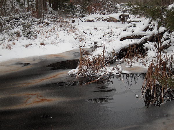 freeze up in the Petawawa Research Forest