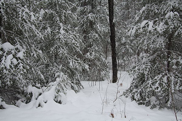 fresh snow in Point Alexander