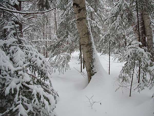 fresh snow in Point Alexander