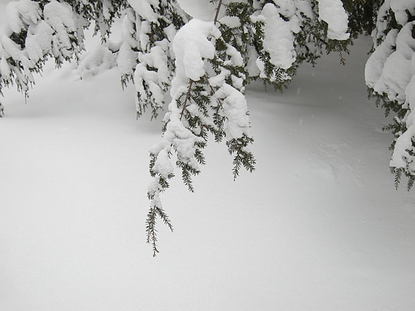 hemlocks in the Petawawa Research Forest