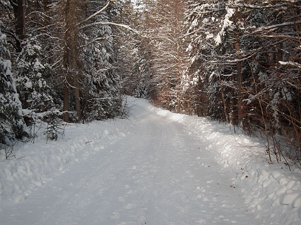 Branstead Road in the Petawawa Research Forest